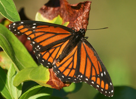 Viceroy